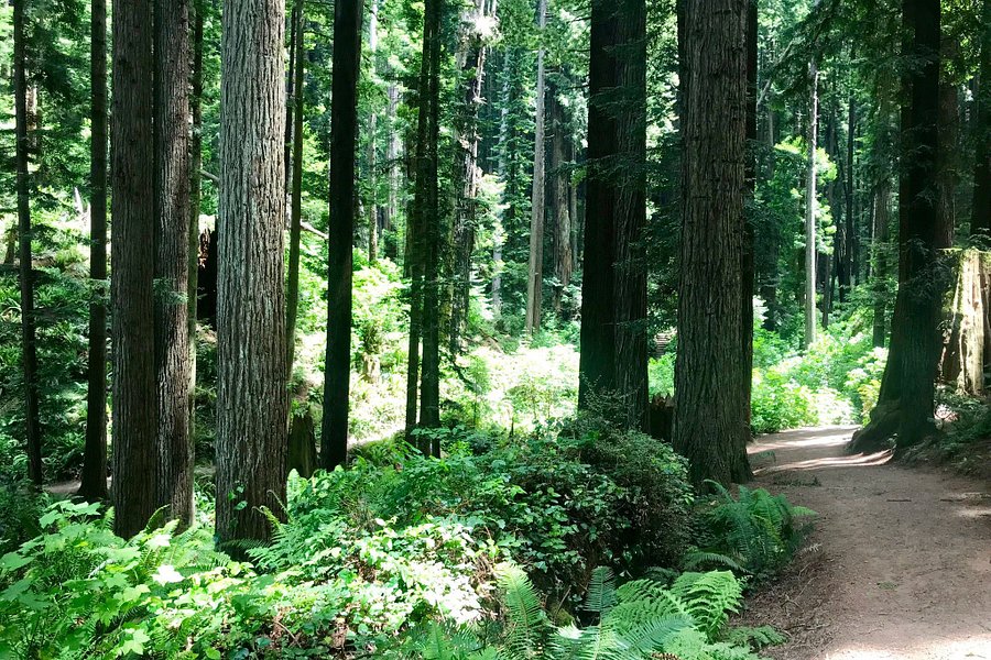 Arcata Community Forest image
