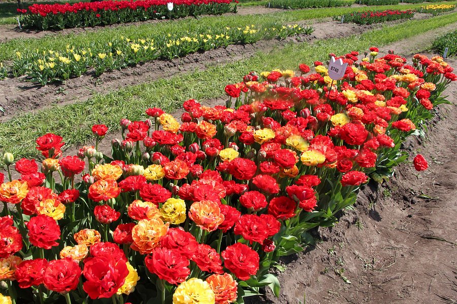 Veldheer Tulip Garden image