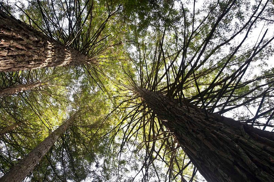 Parque das Sequoias image