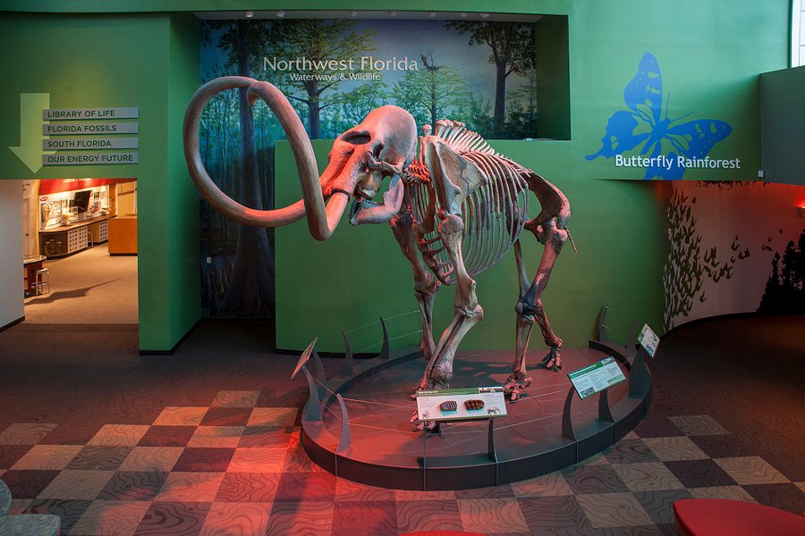 Florida Museum of Natural History image