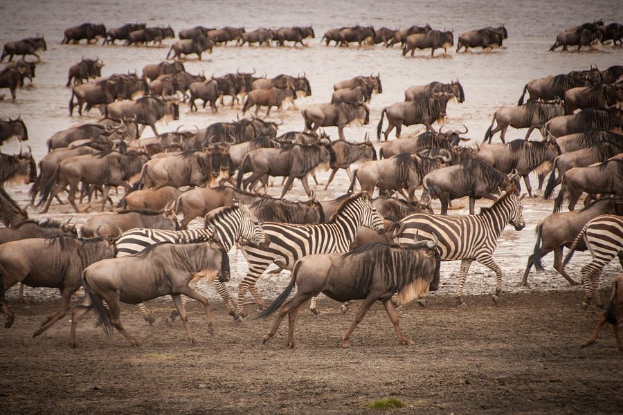 Explore masai mara safaris image
