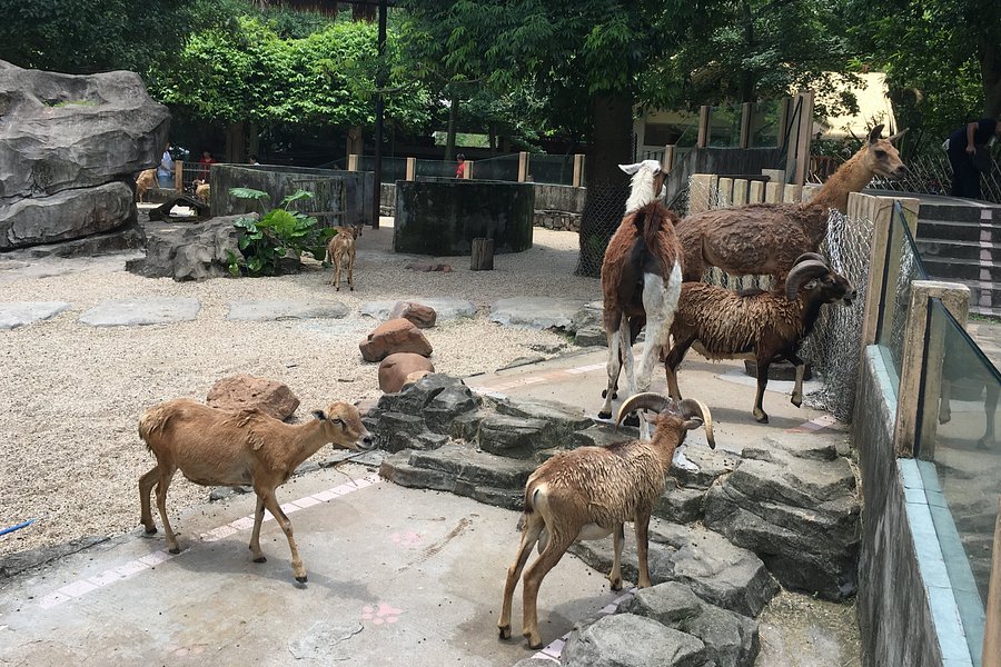 Guangzhou Zoo image