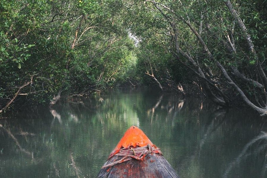 Sundarban Beckons image
