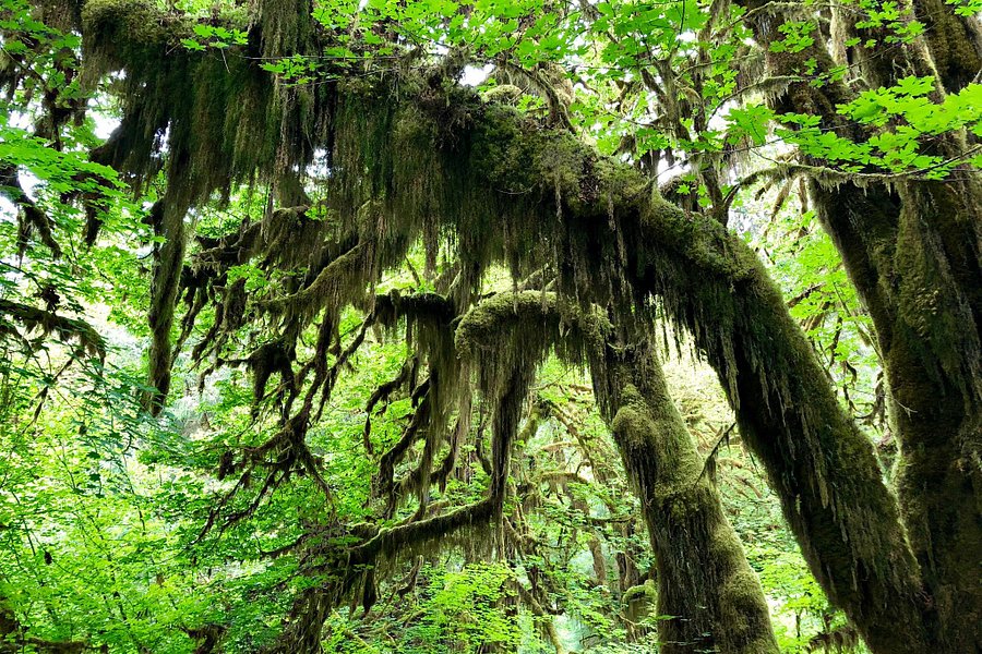 Hoh Rain Forest image