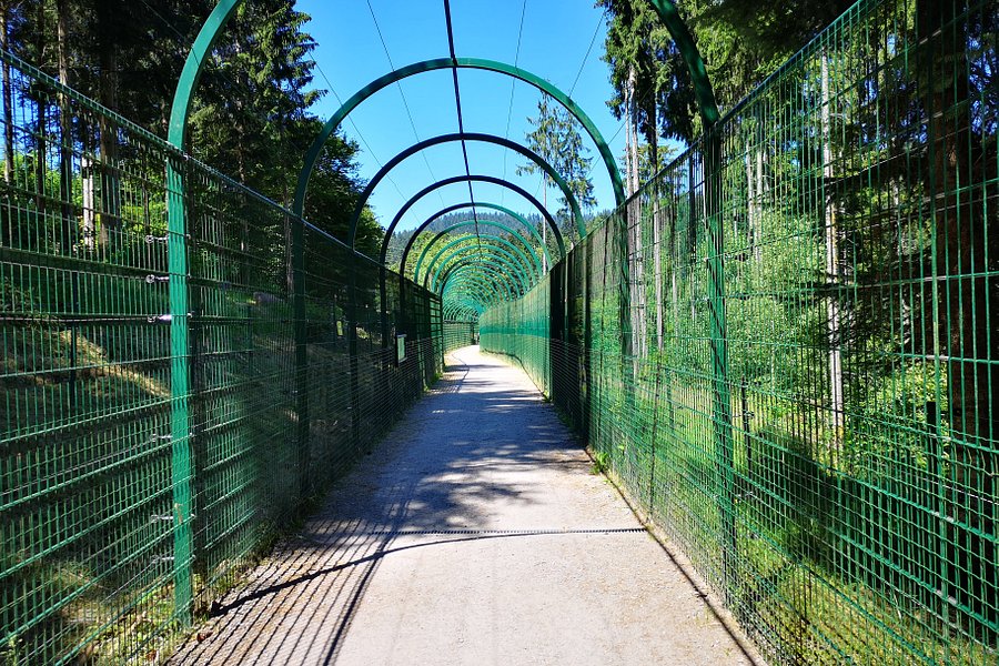 Alternativer Wolf- Und Barenpark Schwarzwald image