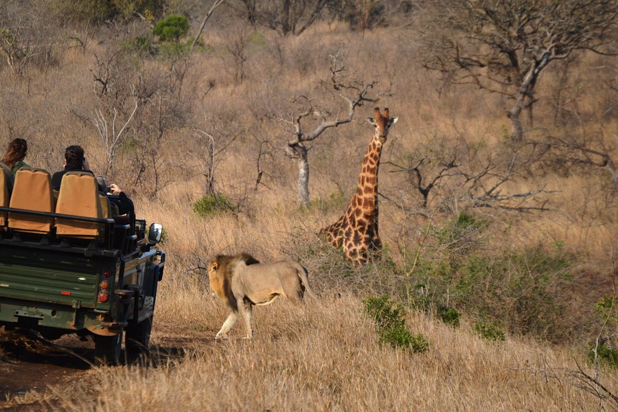 Red Africa Safaris image