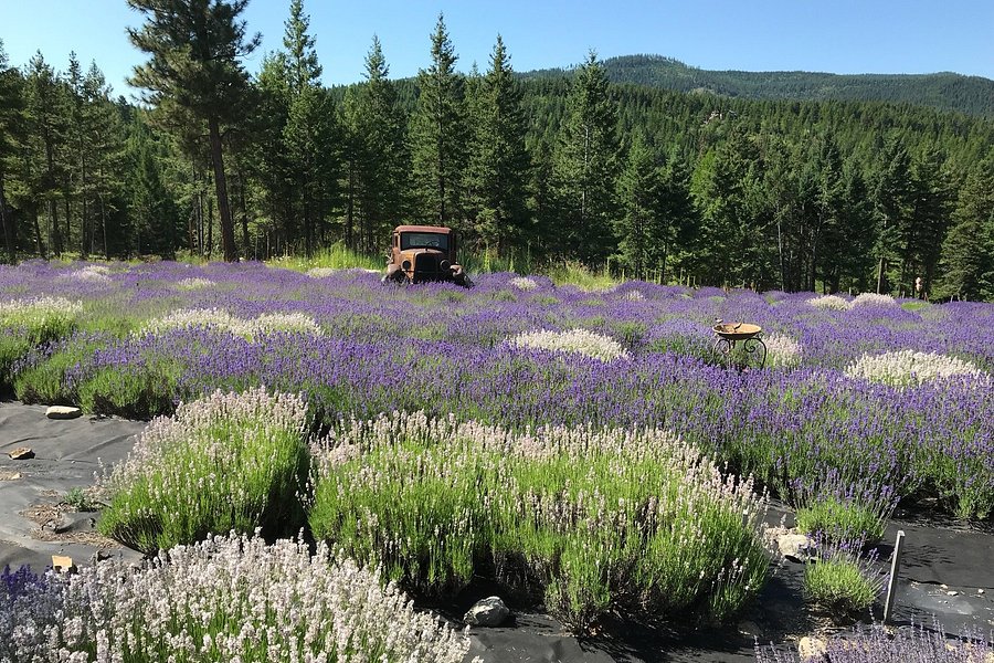 Purple mountain lavender image