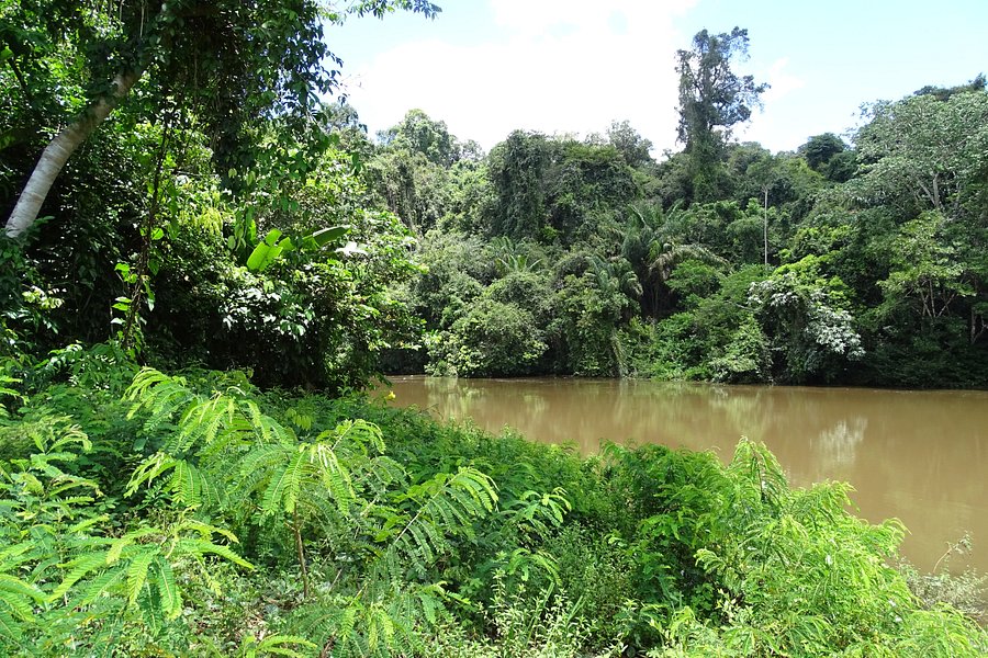 Nickerie River image