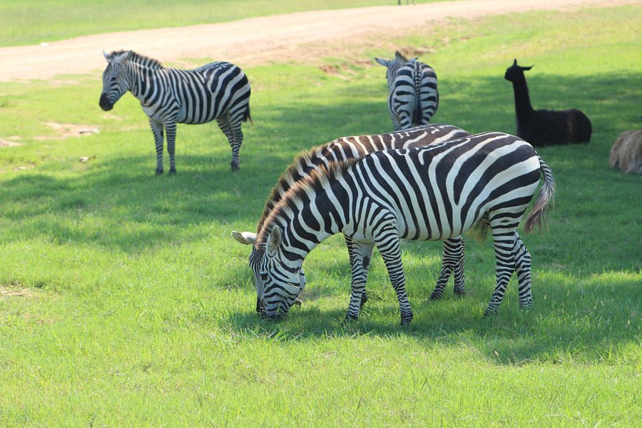 Safari Wild Animal Park and Preserve image