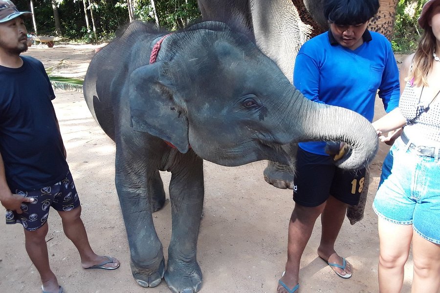 Samui Elephant Spa image