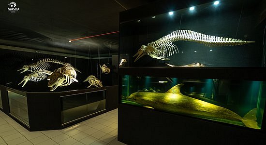Univali Oceanographic Museum image