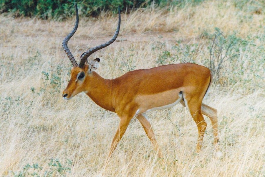 Siali Miles Safaris image