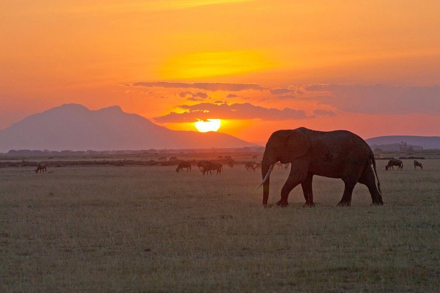 Tanzafrica safaris image