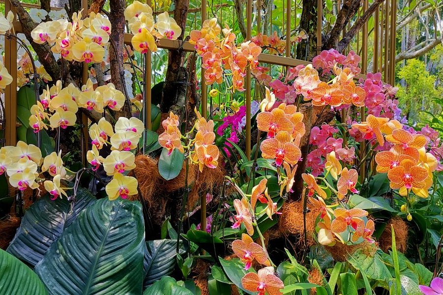 National Orchid Garden image