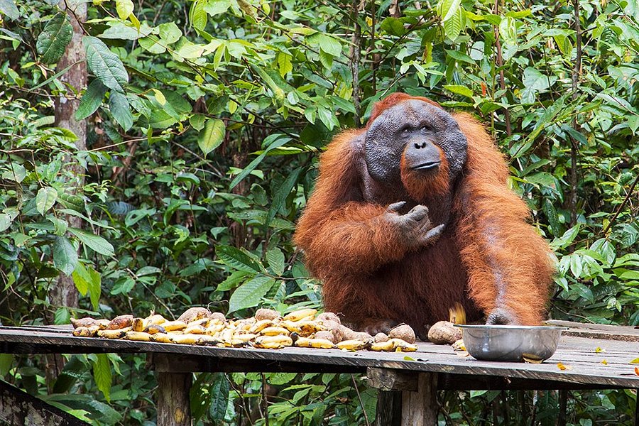 Pondok Tanggui Orangutan Rehabilitation Center image