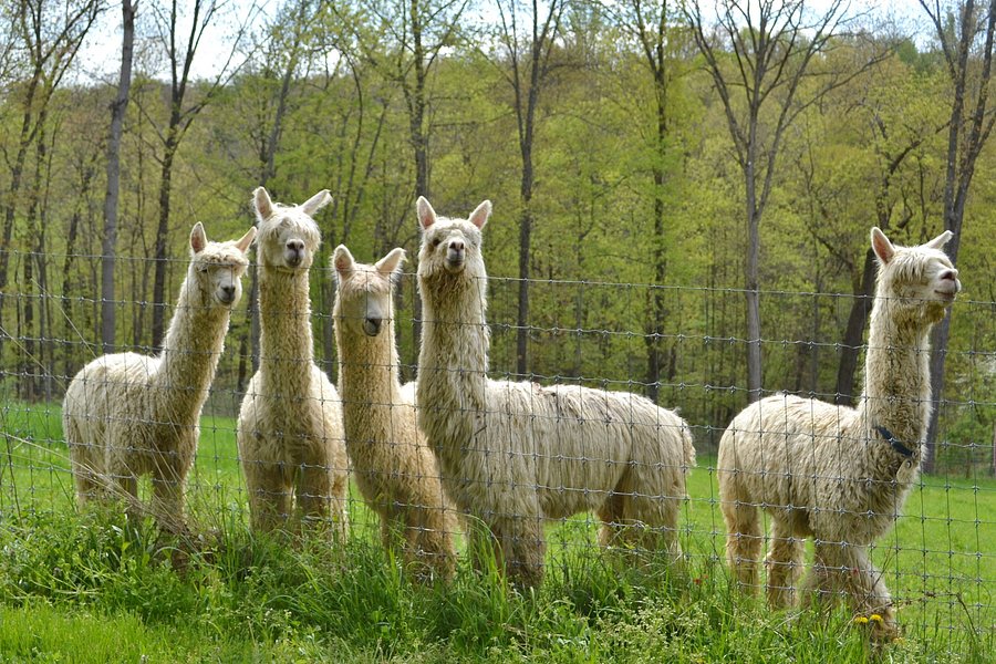 The Alpacas Of Spring Acres image