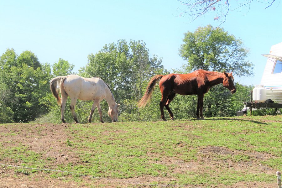 Rocke N Horse Farm image