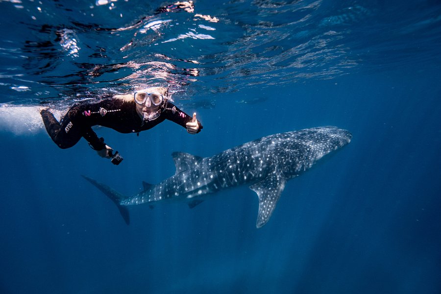 Ningaloo Whaleshark Swim image