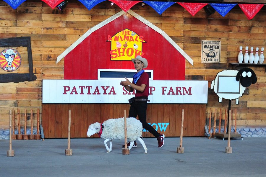 Pattaya Sheep Farm image