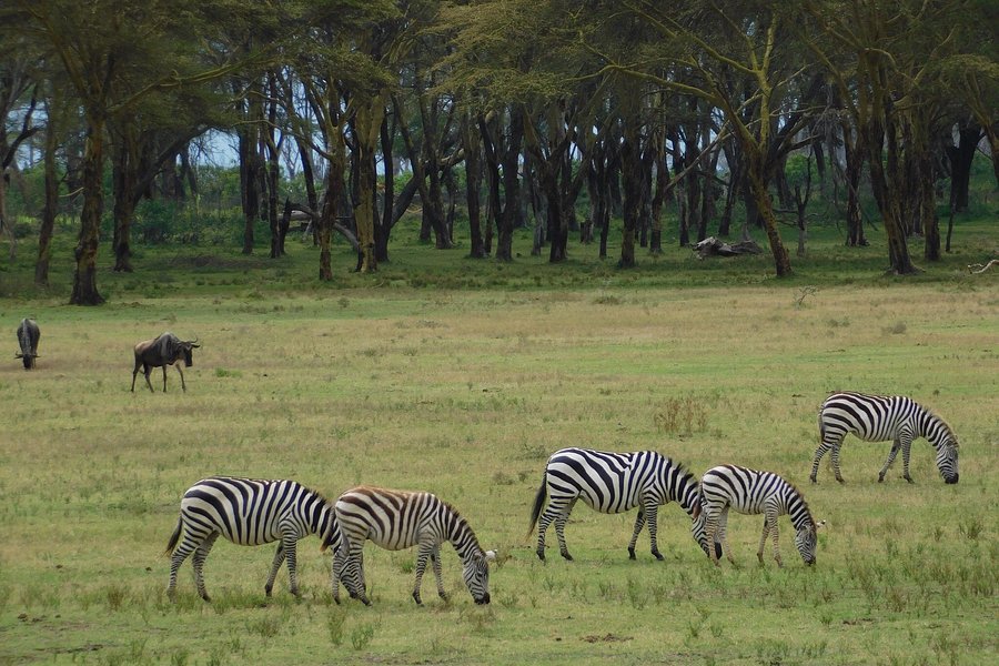Sanctuary Horseback Safaris image