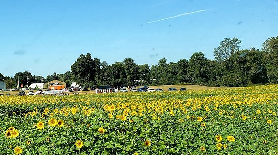 Sunflowers in Jarrettsville image