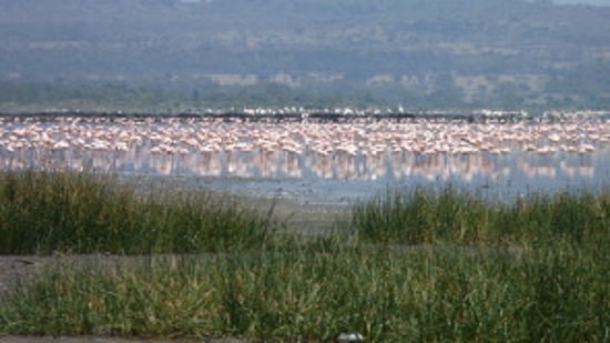 Lake Elmenteita image