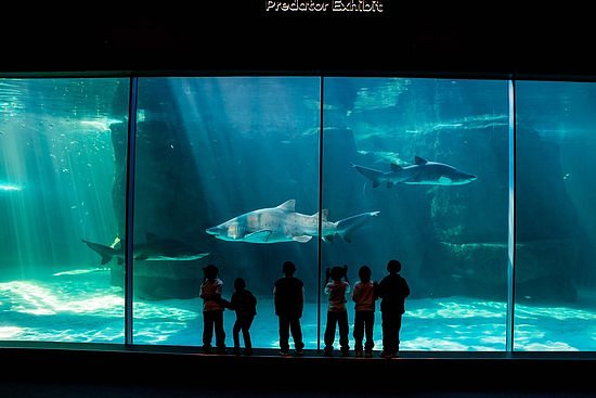 Two Oceans Aquarium image
