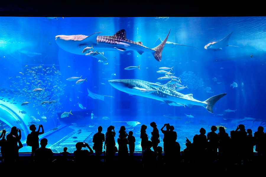 Okinawa Churaumi Aquarium image
