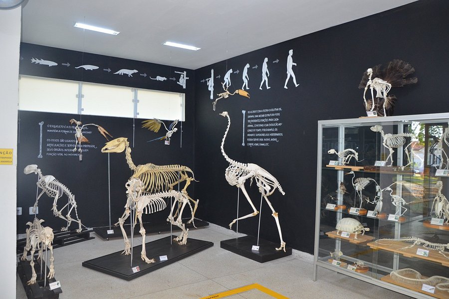 Museu de Historia Natural de Itapira image