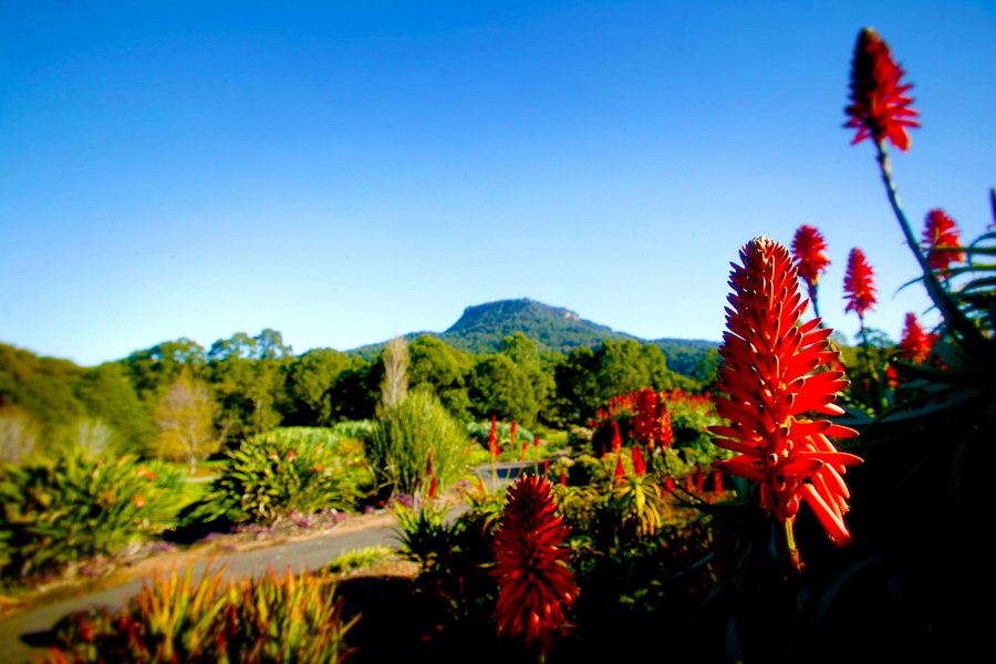 Wollongong Botanic Garden image