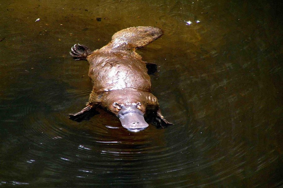 Wild Platypus (formerly All Things Wild At Burnie) image