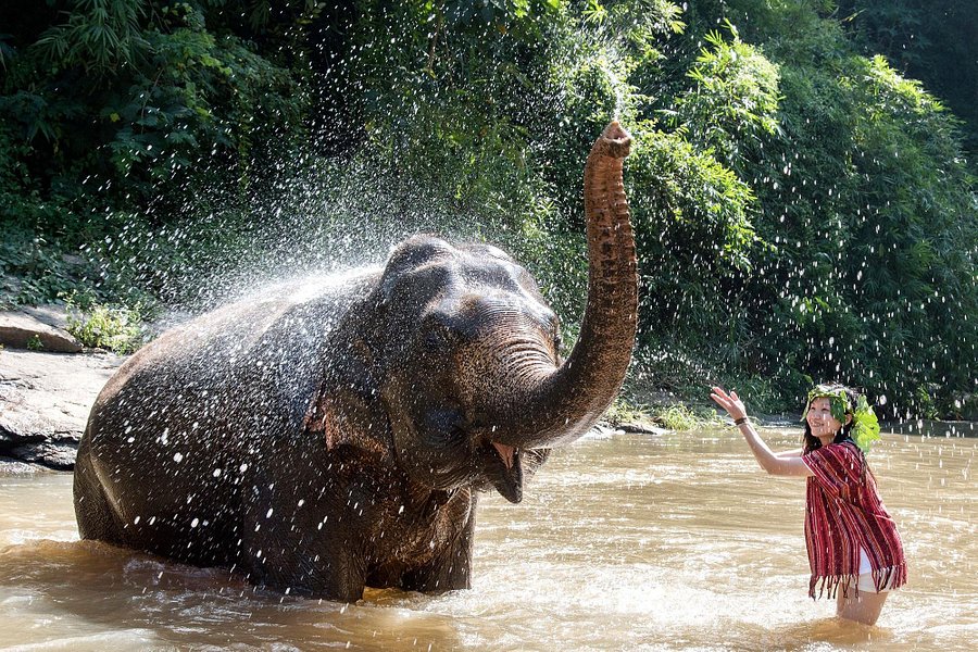 Chiang Mai Elephant Friends image