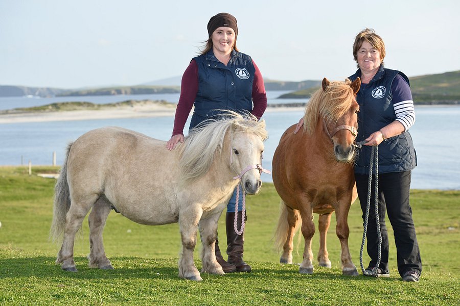 The Shetland Pony Experience image
