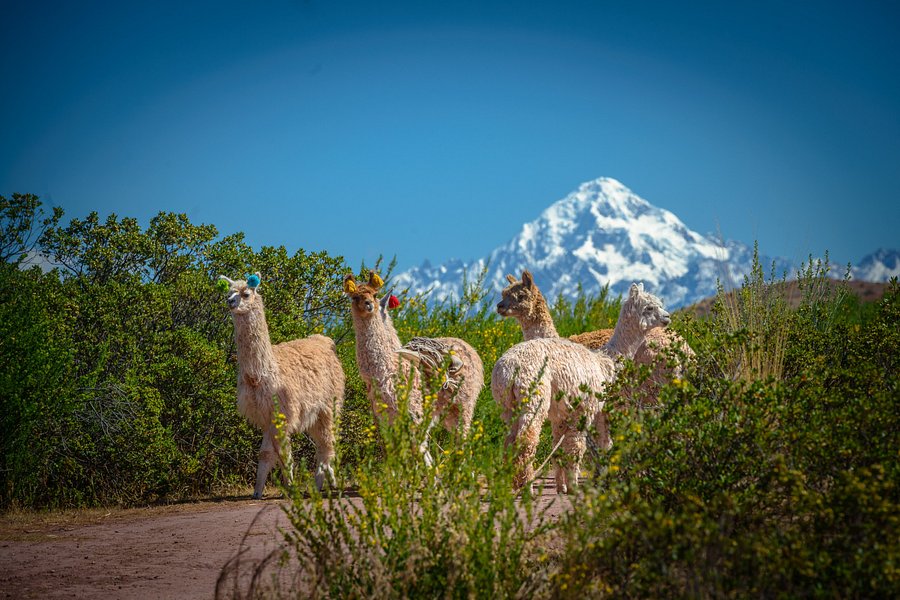Alpaca Trek Adventures image