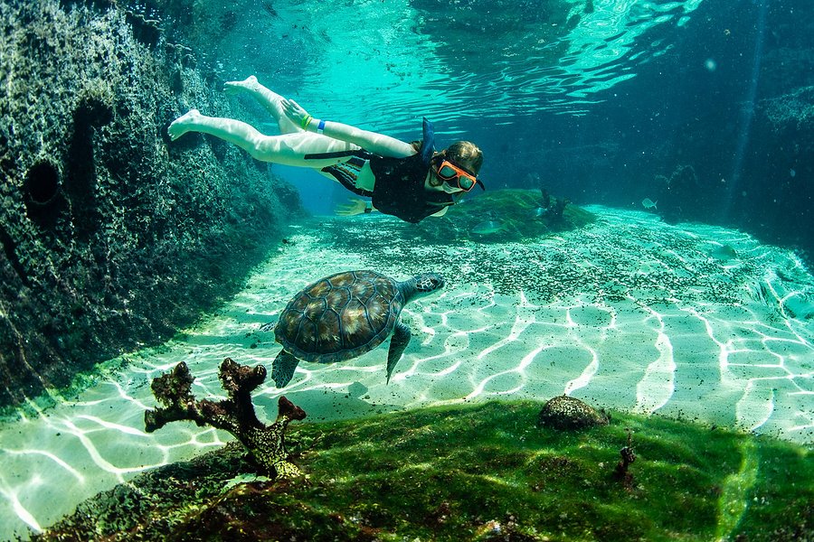 Cayman Turtle Centre: Island Wildlife Encounter image
