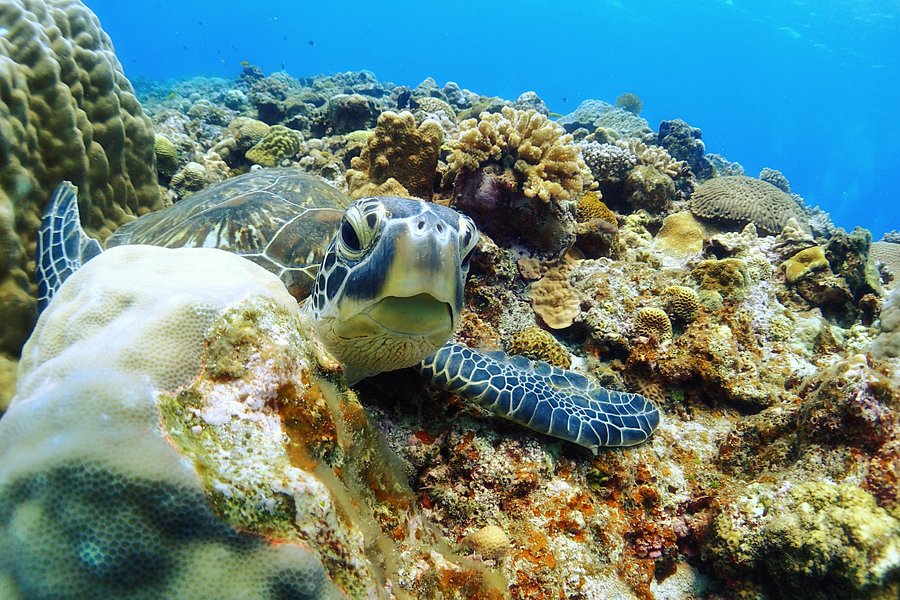 Dive Center Isles Okinawa image