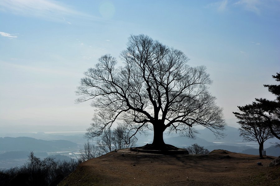 Seongheungsan Tree of Love image
