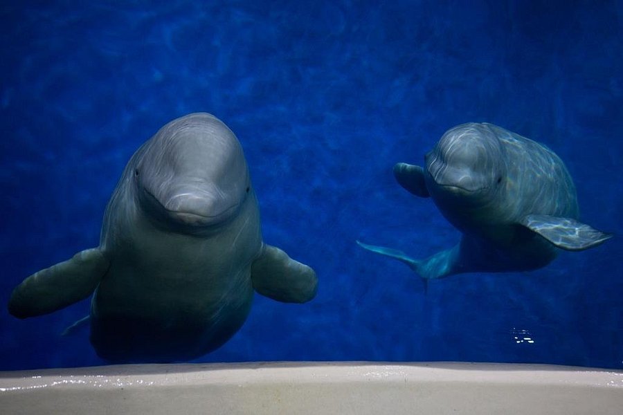 SEA LIFE Trust Beluga Whale Sanctuary image