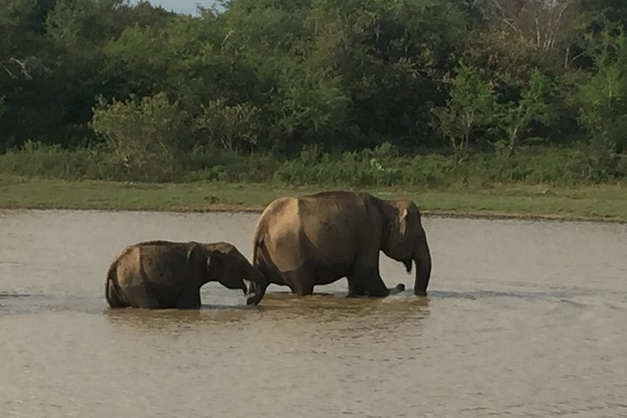 Udawalawa National Park Safari image