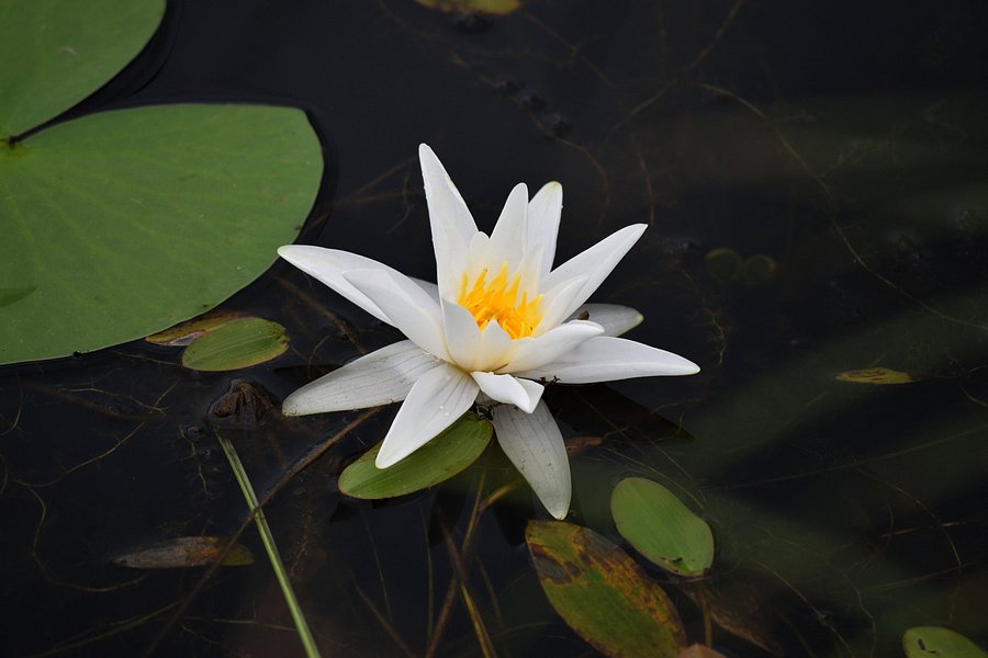 Lake of Water Lilies image