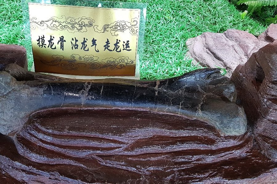 Shenzhou Dinosour Museum image