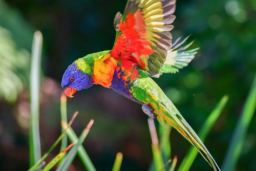 Rainbow Parrot Nature Park image