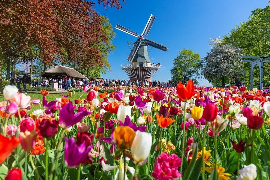 Dutch Tours and Travel image