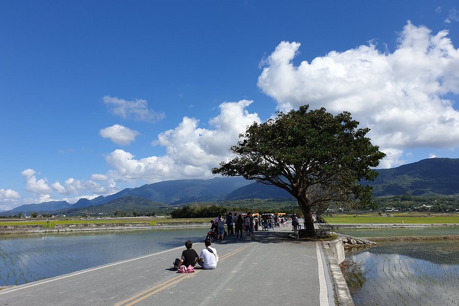 Jinchengwu Tree (Takeshi Kaneshiro Tree) image