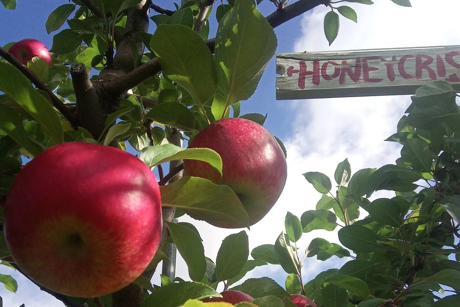 Burtt's Apple Orchard image
