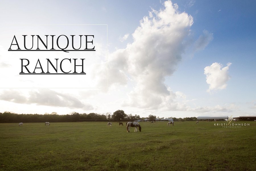 Aunique Ranch Gypsy Cob Vanner Horses image