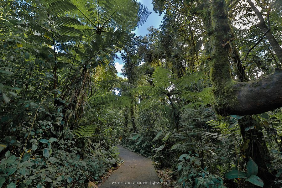 Reserva Bosque Nuboso Santa Elena image