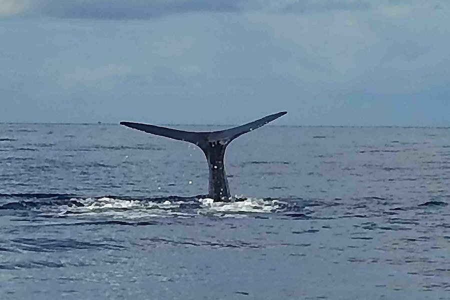 PH Whale Watch Dominica image