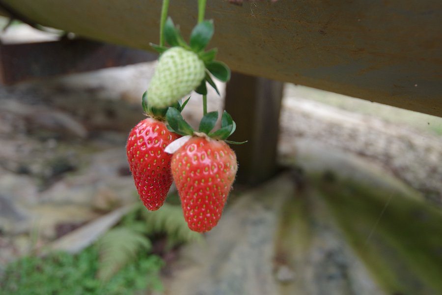 Mesilou Highland Strawberry Farm image