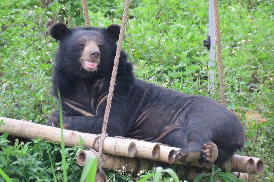 Bear Sanctuary Ninh Binh image